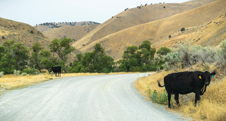 about public lands ranching