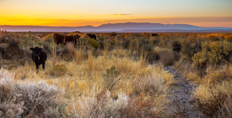 cattle grazing at sunset