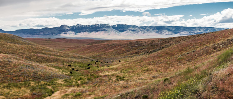 cattle grazing on open rangelands