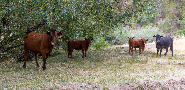 ecological impact of public lands ranching