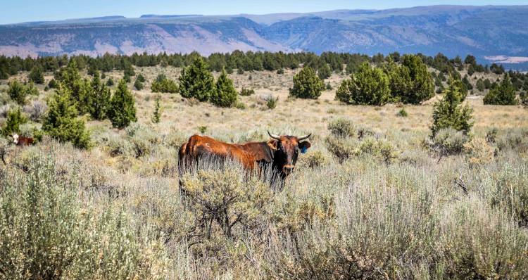 public lands ranching cattle grazing photograph