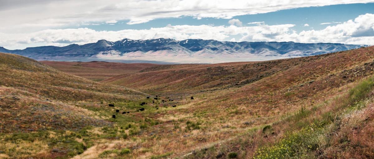 Cattle Grazing on Open Rangelands