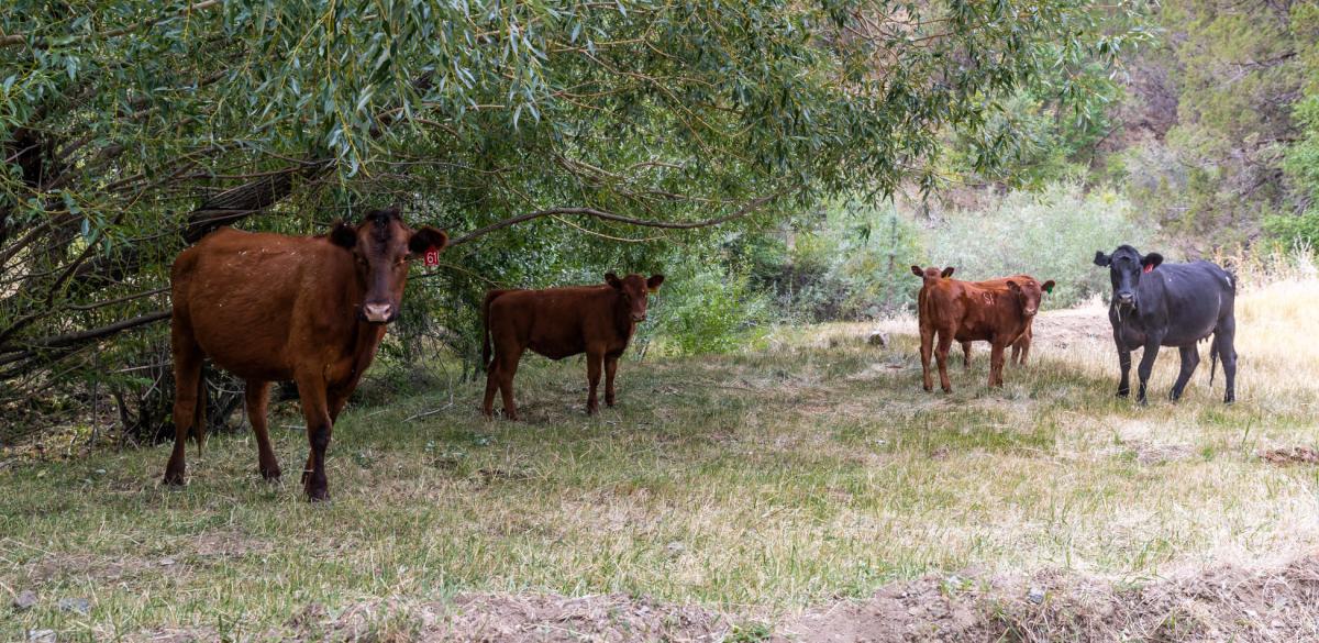 Ecological Impact of Public Lands Ranching