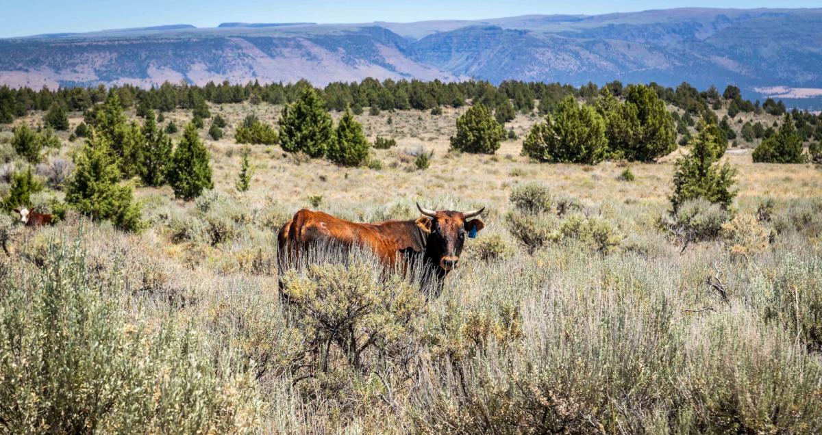 Public Lands Ranching Cattle Grazing