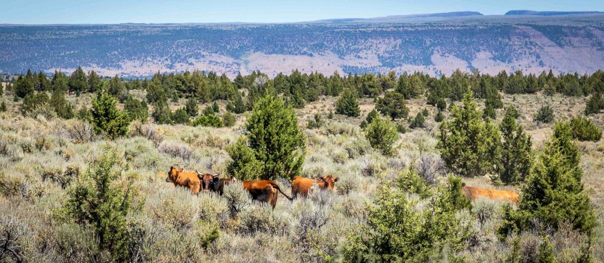 Public Lands Ranching Media