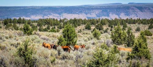Public Lands Ranching Media